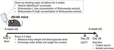 Oral ingestion of Shiikuwasha extract suppresses diabetes progression in db/db mice by preserving β-cell mass